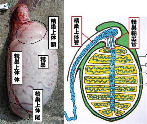 牛 ペニス|牛の解剖109：雄性生殖器（2） 